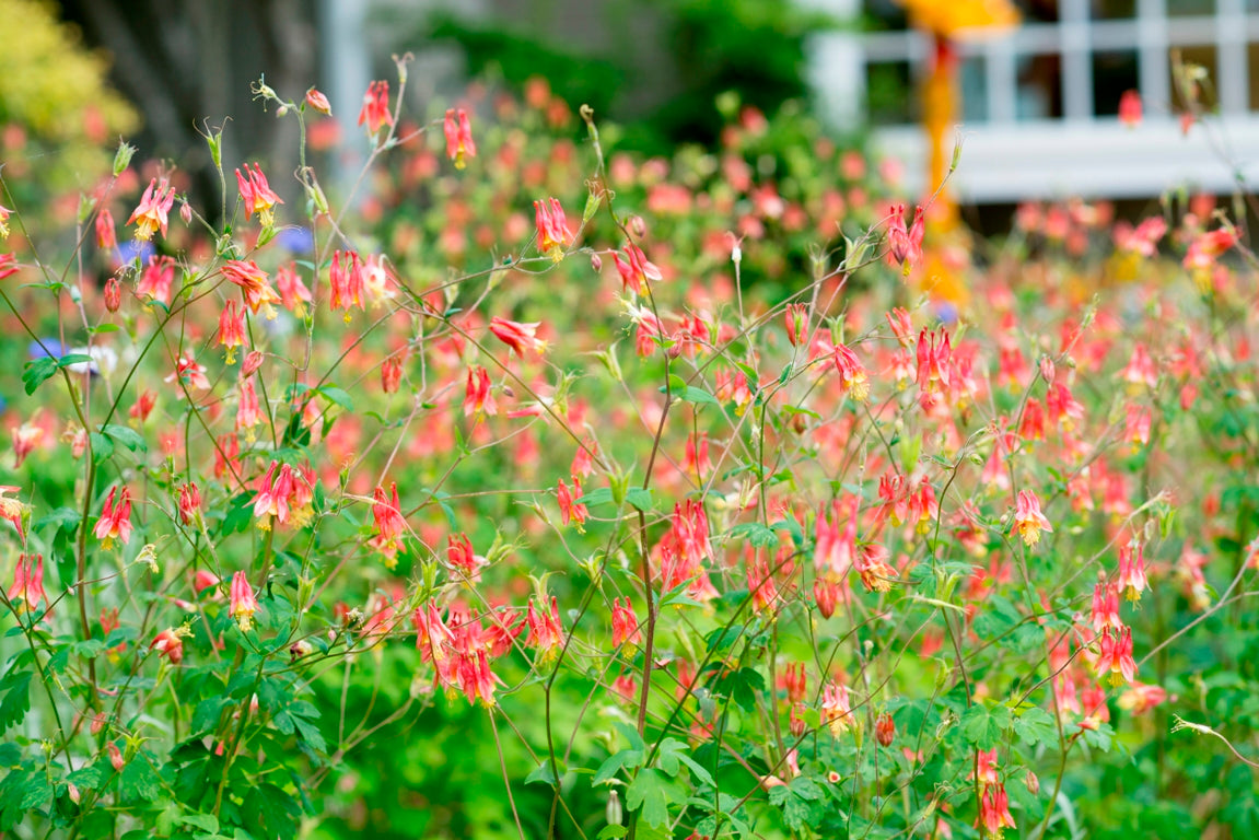 A field of vibrant red and yellow columbine flowers in bloom, with green foliage and a blurred background of more flowers and a white building.