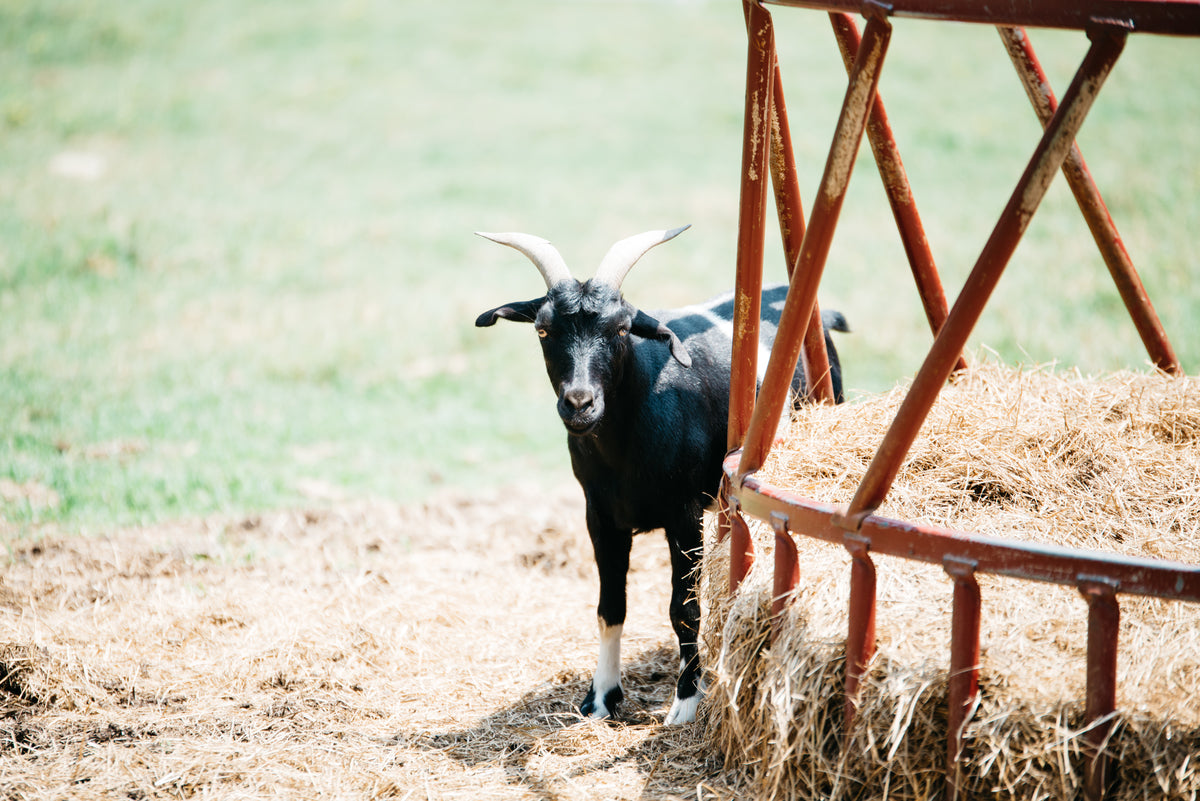 A black goat with white markings and curved horns stands on hay next to a red metal hay feeder in a sunny, grassy area.