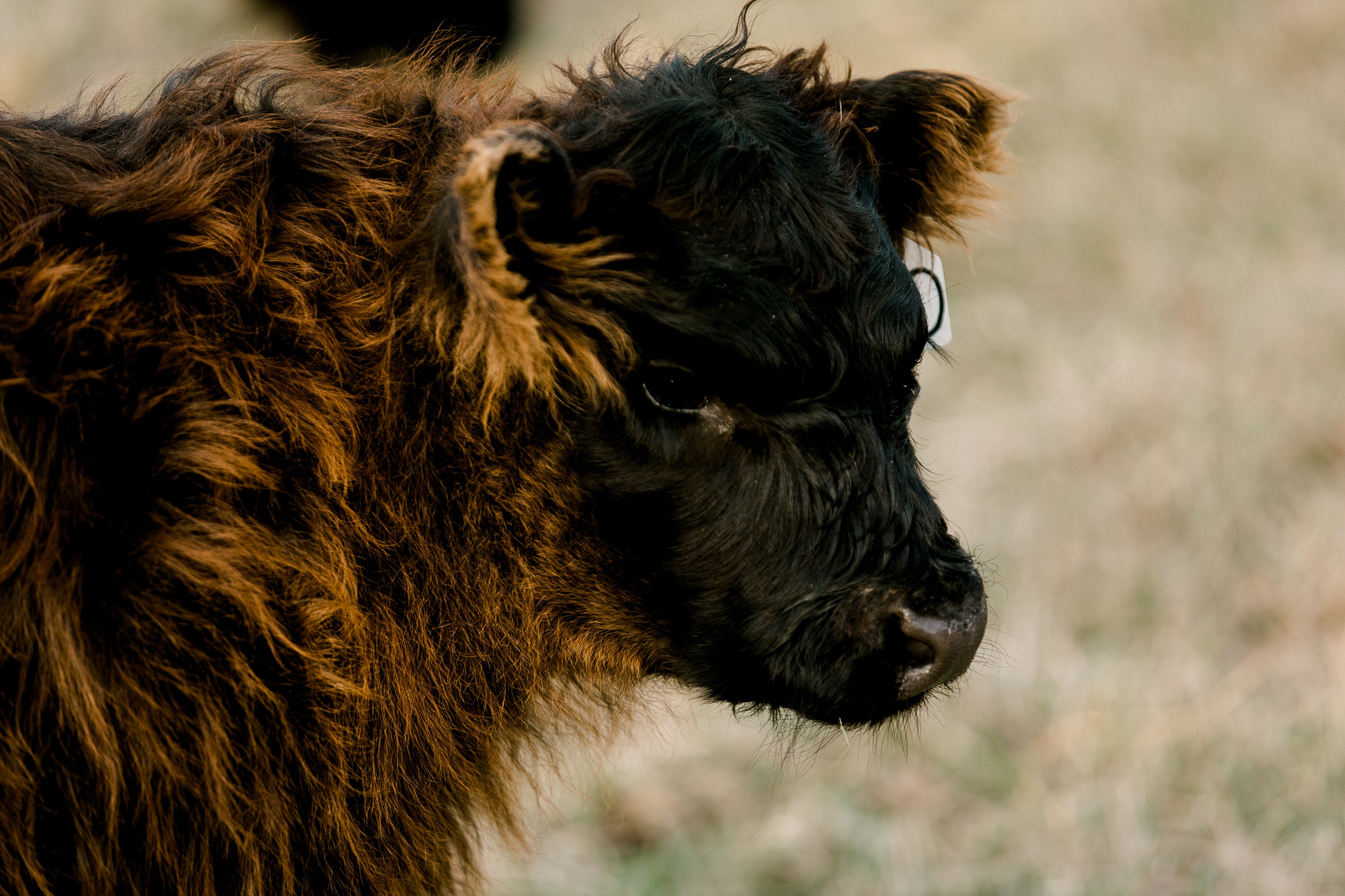 A close-up of a dark brown and black, shaggy-haired calf standing outdoors on a grassy field, facing slightly to the right. The calf's fur is thick and curly around its head and ears.