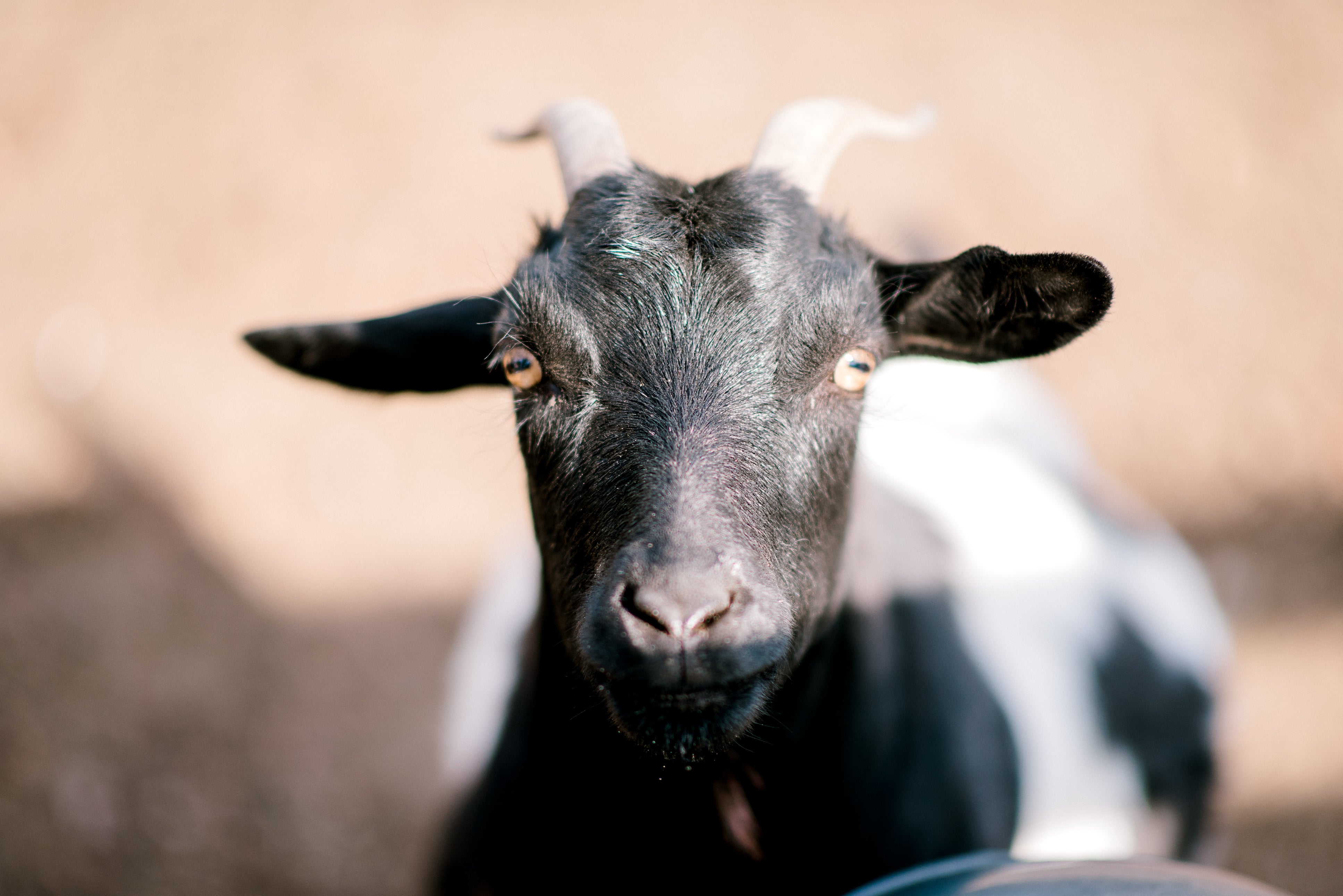 A close-up of a black and white goat with curved horns, looking directly at the camera. The background is a soft, blurred brown, keeping the goat as the focal point.