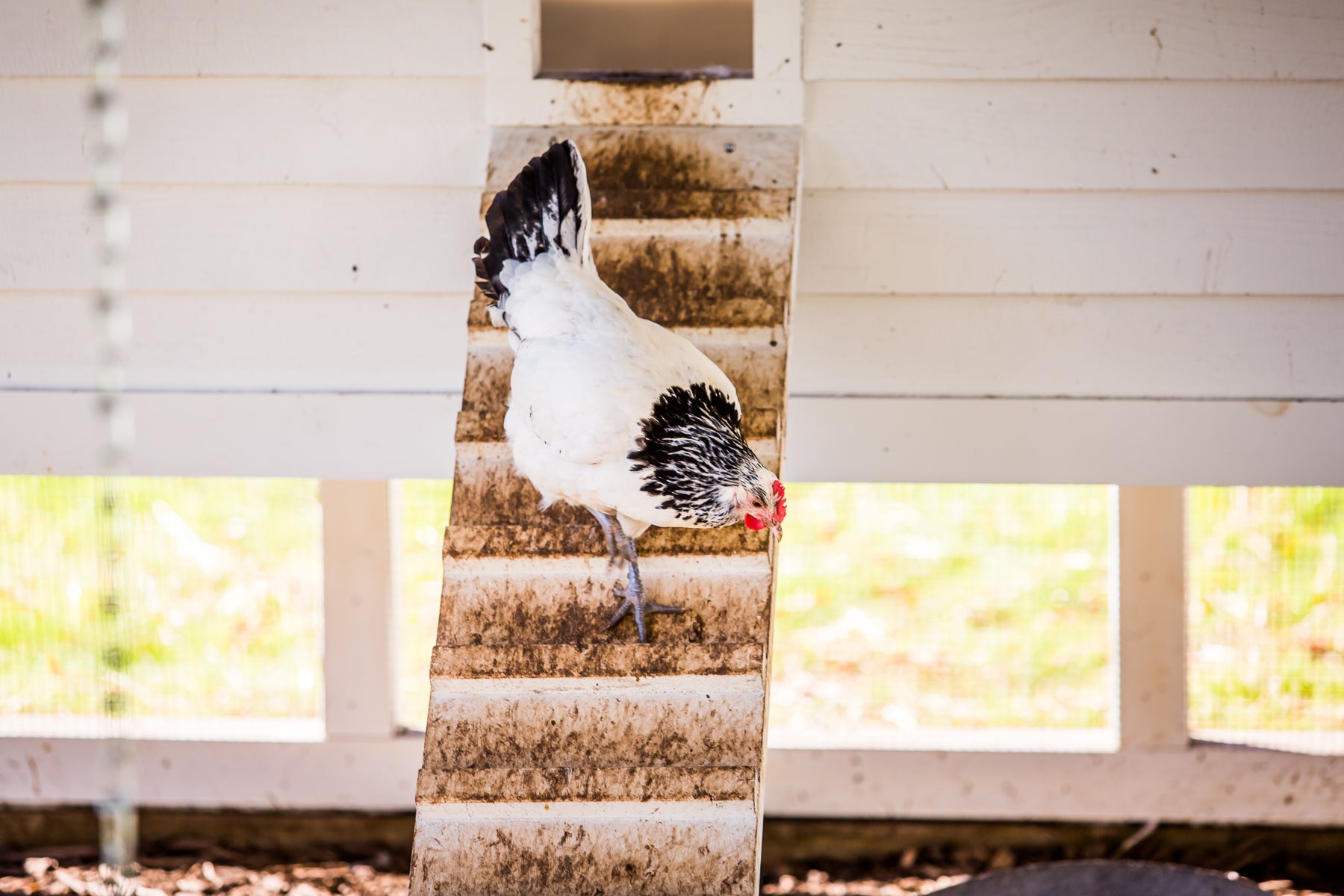 A white chicken with black markings walks down a dirt-stained wooden ramp leading from a raised chicken coop. The background shows the coop's white wall and some sunlight filtering through.