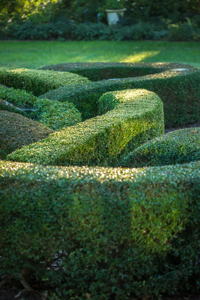 Sunlight glistens on neatly trimmed, winding green hedges forming a maze pattern in a garden, with grass and trees visible in the background.