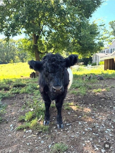 A black and white cow stands on a dirt patch in a sunlit yard, with green grass, trees, and a house in the background.