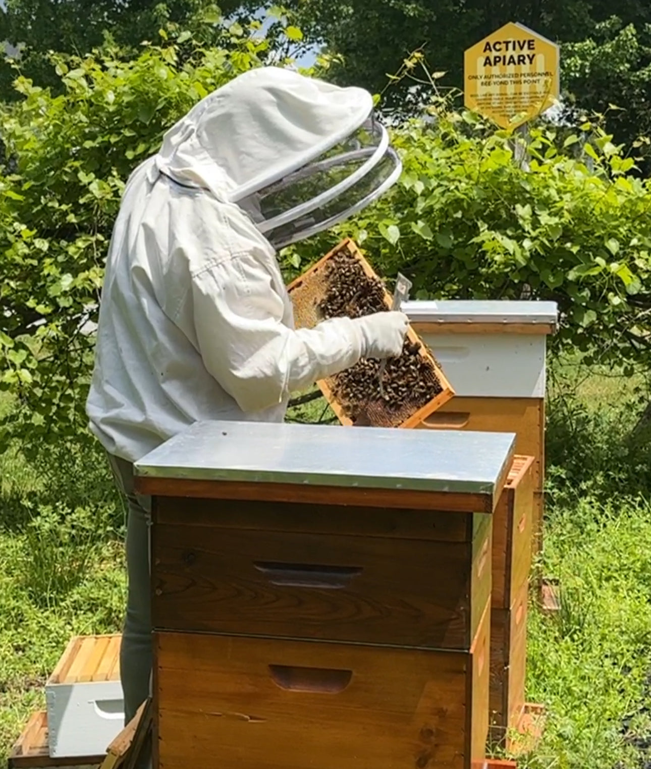 A person in a protective beekeeping suit examines a frame from a beehive outdoors. Several wooden beehive boxes are present, and a yellow sign in the background reads “ACTIVE APIARY.” Greenery surrounds the area.