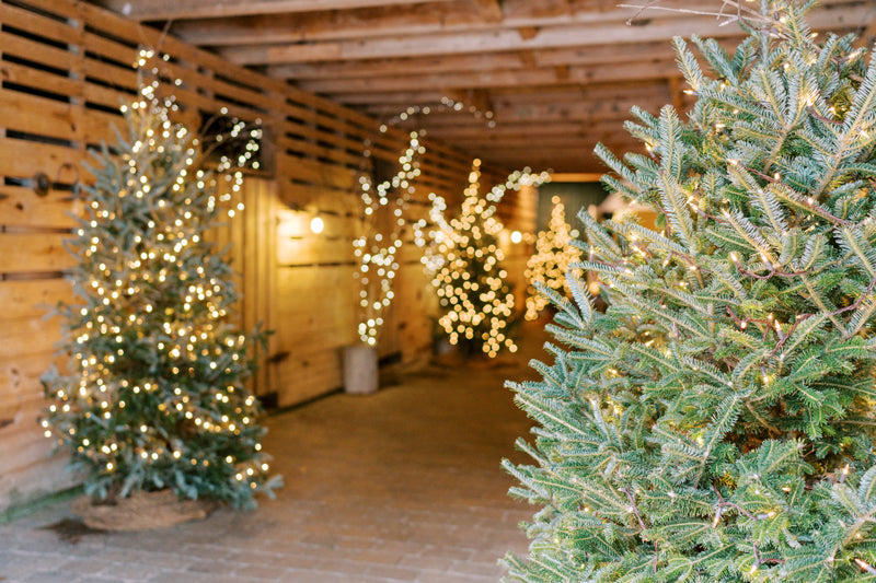 Decorated Christmas trees with lights inside a wooden building