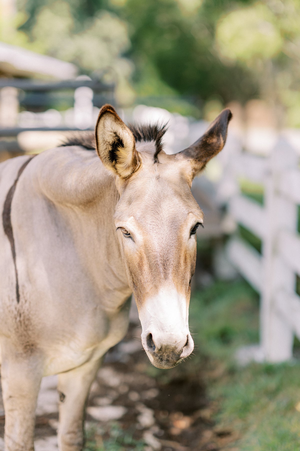 A light brown donkey stands near a white wooden fence on a sunny day, looking directly at the camera with one ear up and one ear tilted to the side. Green grass and trees are visible in the background.