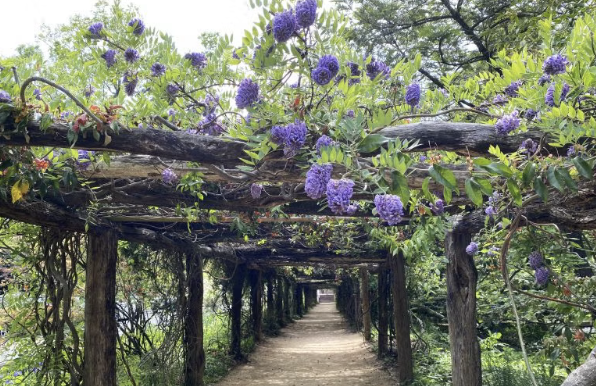 A dirt path runs beneath a wooden pergola covered with lush green vines and clusters of purple flowers, surrounded by greenery on a bright day.