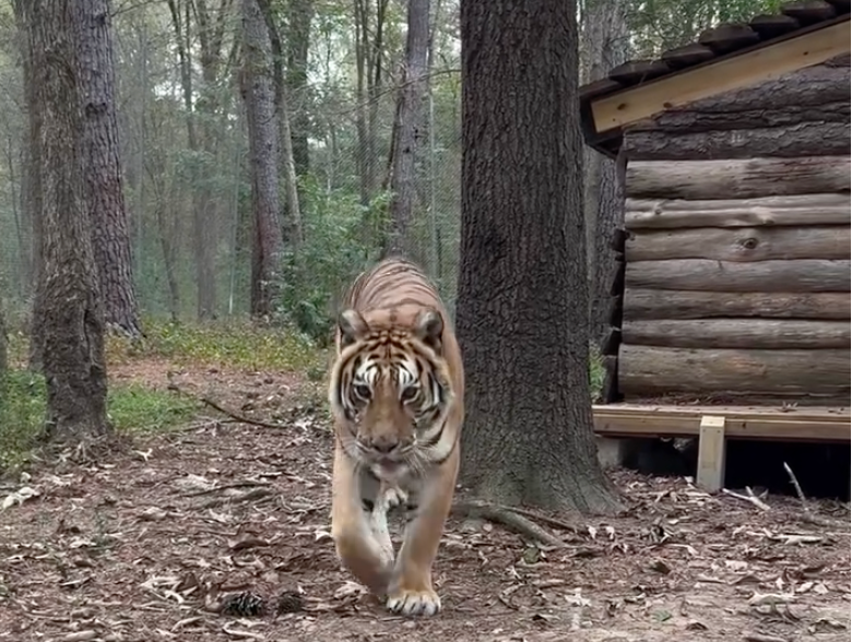 A tiger walks toward the camera in a wooded area near a wooden log cabin, with trees and scattered leaves on the ground.