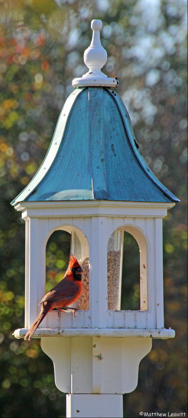 A bright red cardinal perches on a white bird feeder with a blue-green roof. The feeder is filled with seeds, and trees with autumn foliage are blurred in the background.