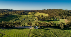 A large tree stands in the foreground with rows of grapevines and rolling hills basking in clear sunlight, capturing the idyllic scenery that inspires FEARRINGTON VILLAGE’s Wine Class: High & Dry - Clare Valley Wines.