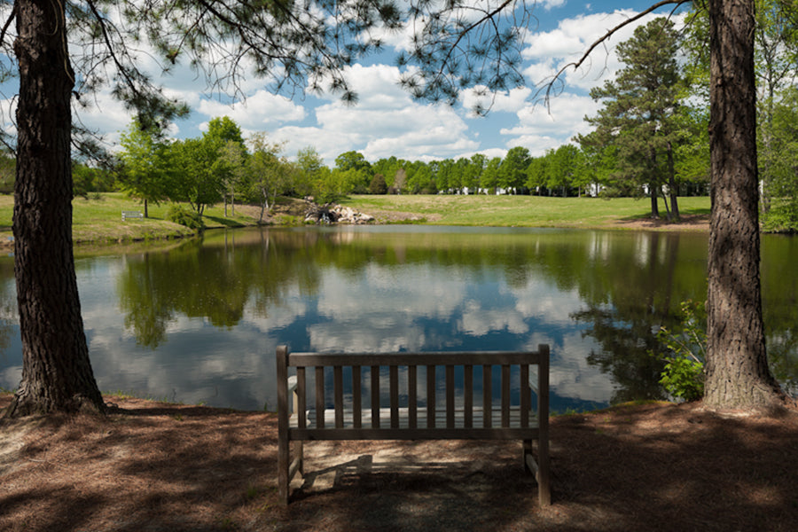 A wooden bench sits under tall trees facing a calm pond, which reflects the blue sky and scattered clouds. Lush green grass and trees surround the water on a bright, sunny day.