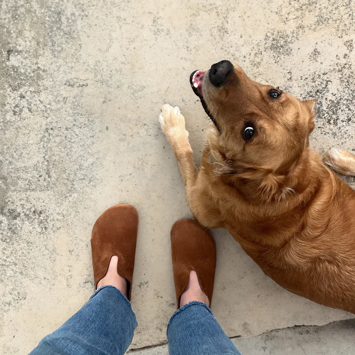 A golden retriever lies on concrete beside a person wearing blue jeans and brown slippers, who is standing and looking down at the dog.
