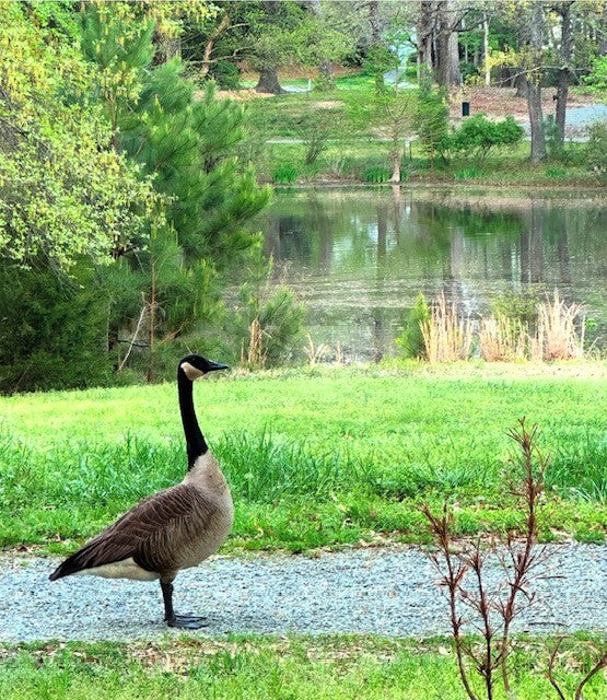 A Canada goose stands on a gravel path beside a grassy area, with a pond and trees in the background on a bright, spring day.