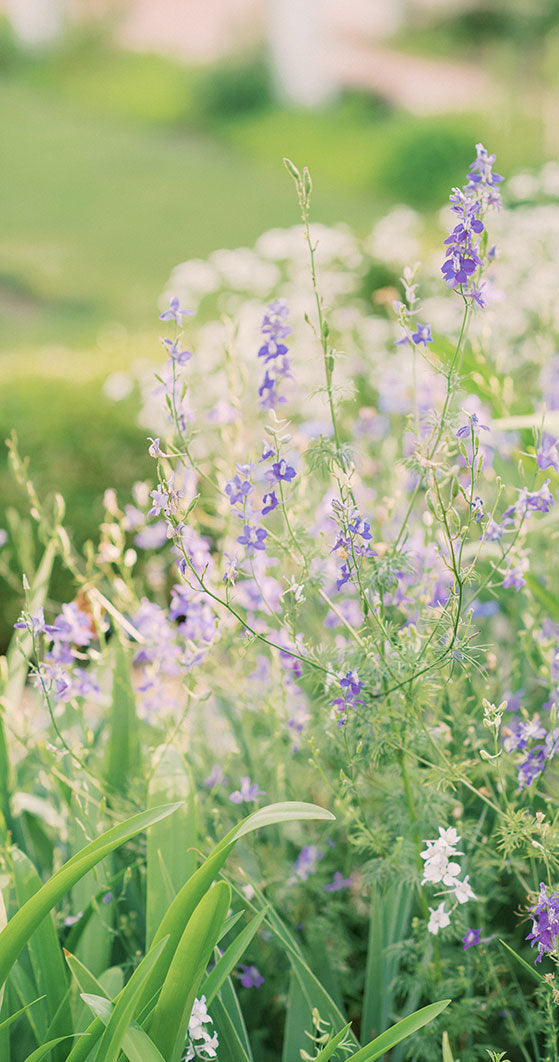 Delicate purple wildflowers and green foliage in a sunlit garden, with a soft, blurred background of more greenery and flowers.