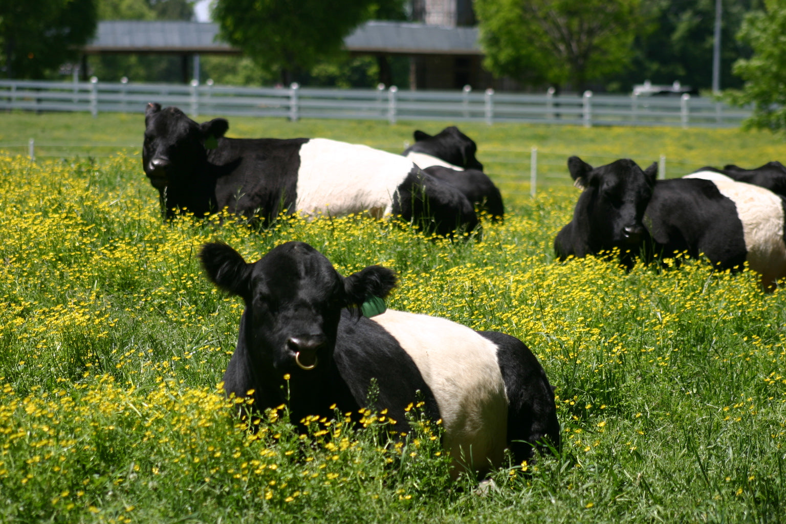 Several belted Galloway cows with distinctive black and white bands lie and graze in a lush green field dotted with yellow wildflowers, with a fence and trees in the background.