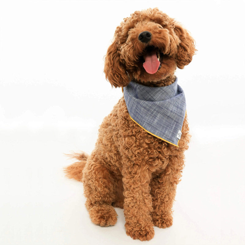 A happy, curly-haired brown dog sits on a white background, wearing a blue plaid bandana around its neck with its mouth open and tongue out.