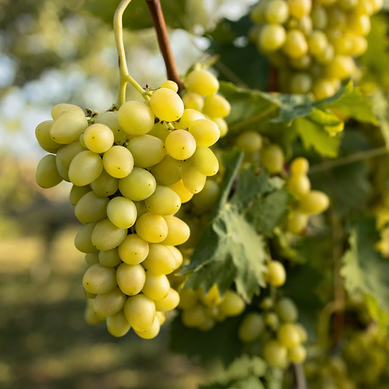 A close-up of a bunch of green grapes hanging from a vine, surrounded by green leaves, with a blurred natural background.