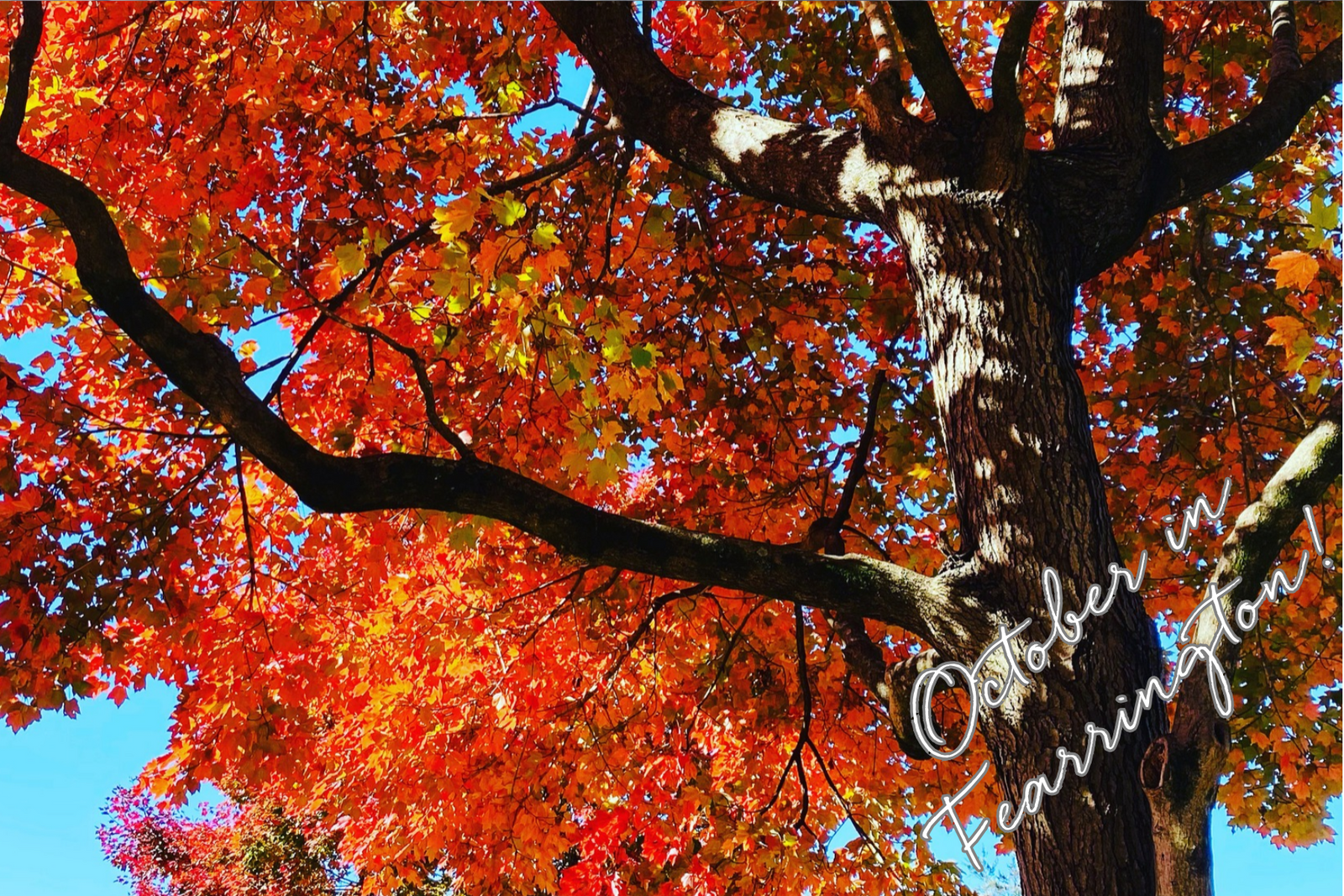 October in Fearrington: Continuing the Fall changes.
