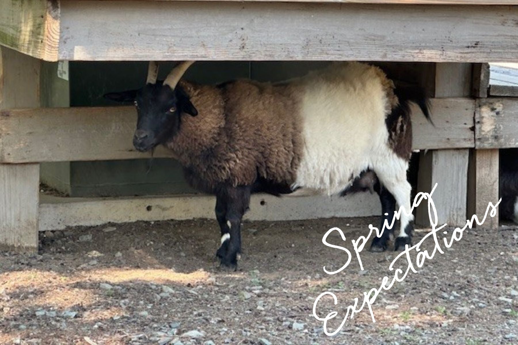 Spring Surprises at Fearrington: Expecting New Arrivals…