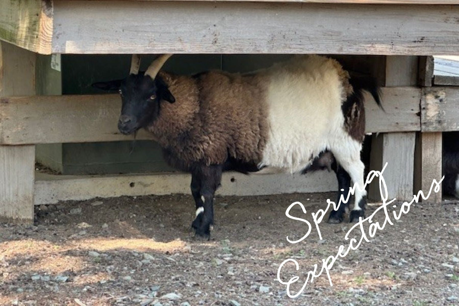 Spring Surprises at Fearrington: Expecting New Arrivals…