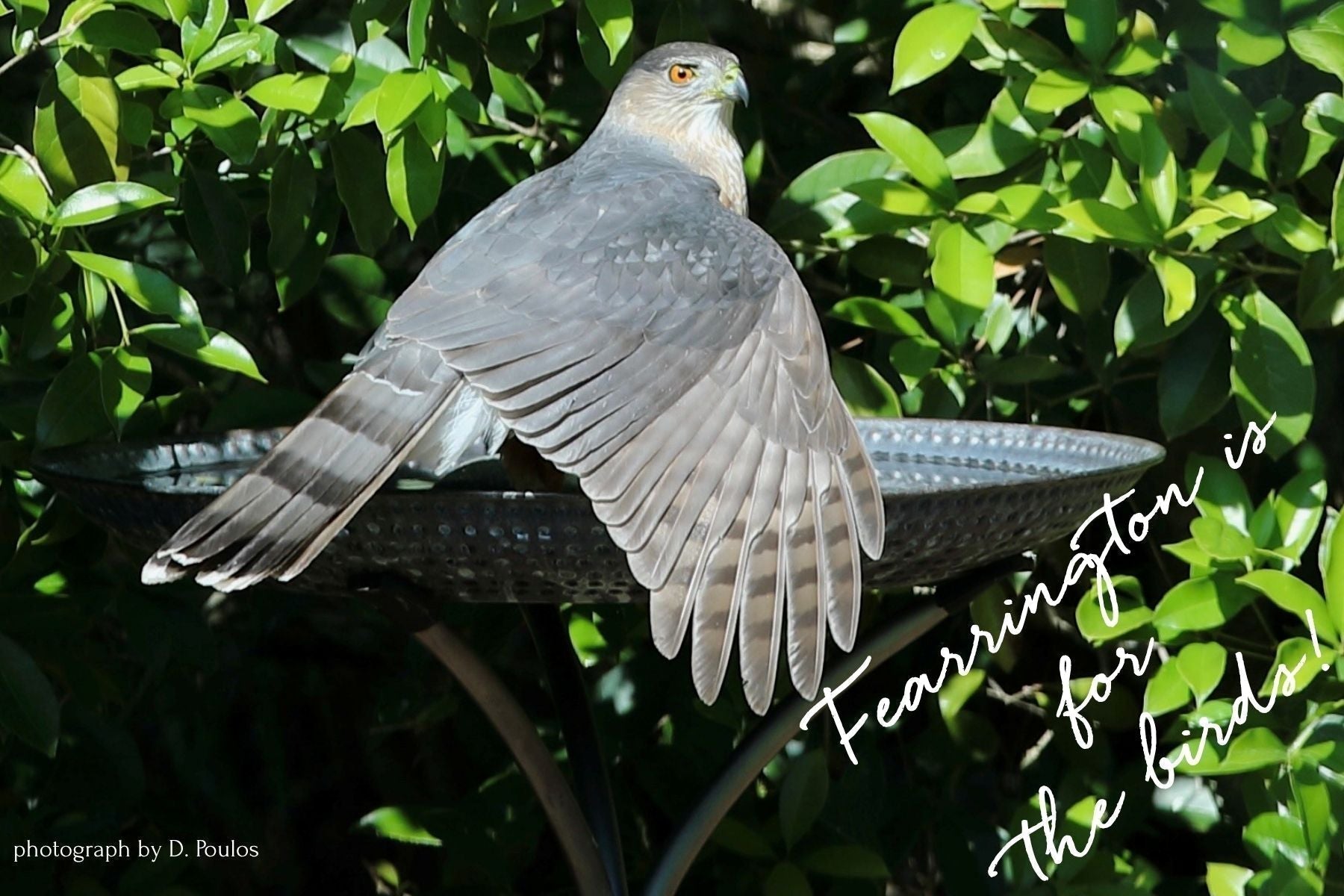 Bird Watching in Fearrington Village