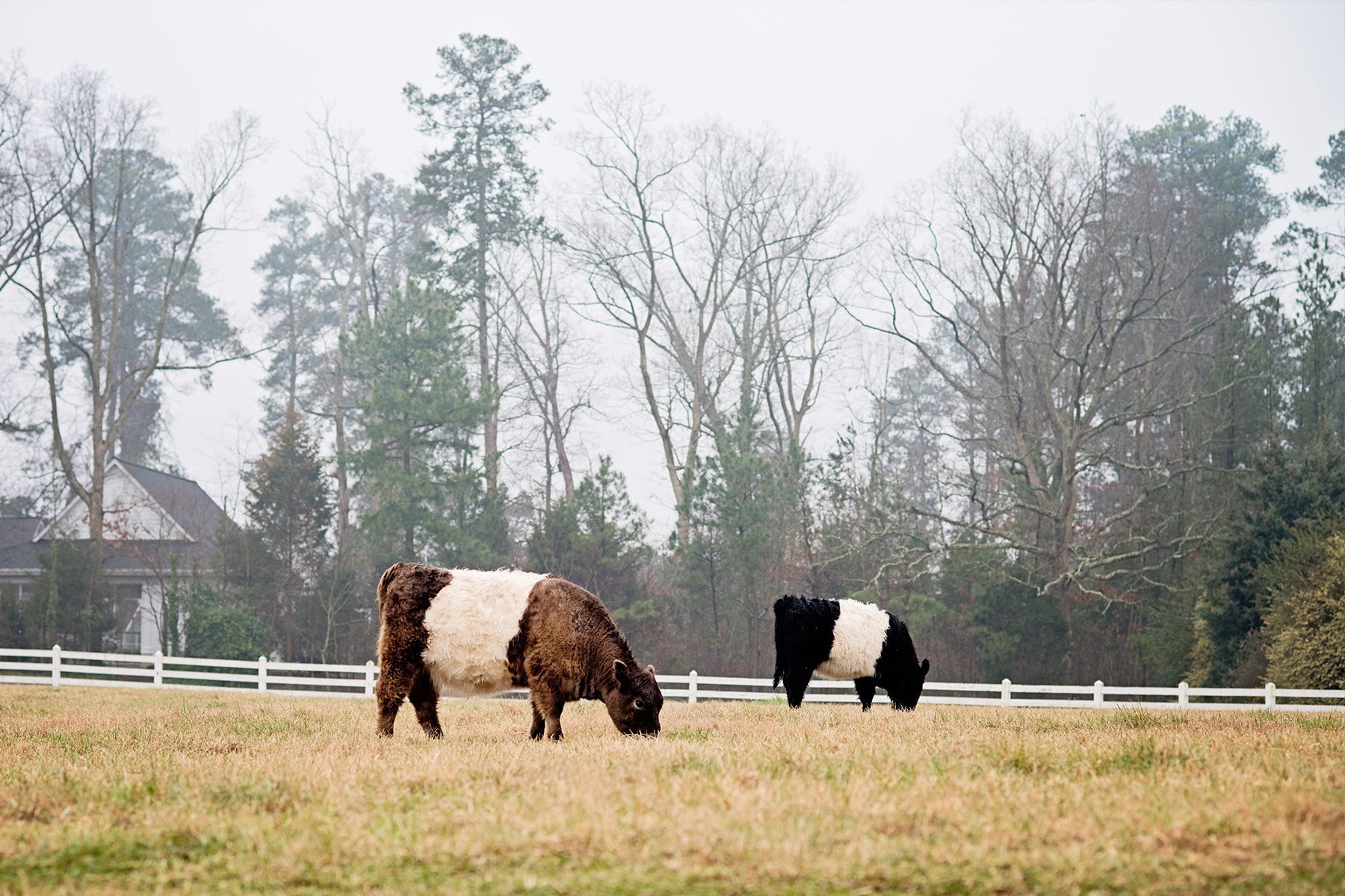 January in Fearrington Village