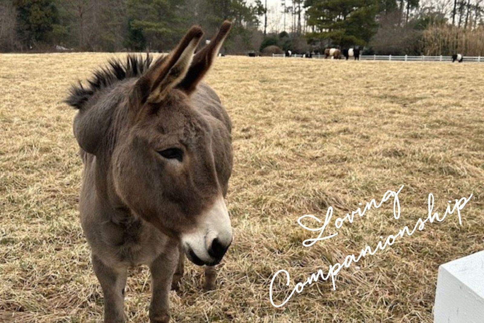 Gray donkey standing in a grassy pasture with cows in the distance, overlaid with the words “Loving Companionship.”