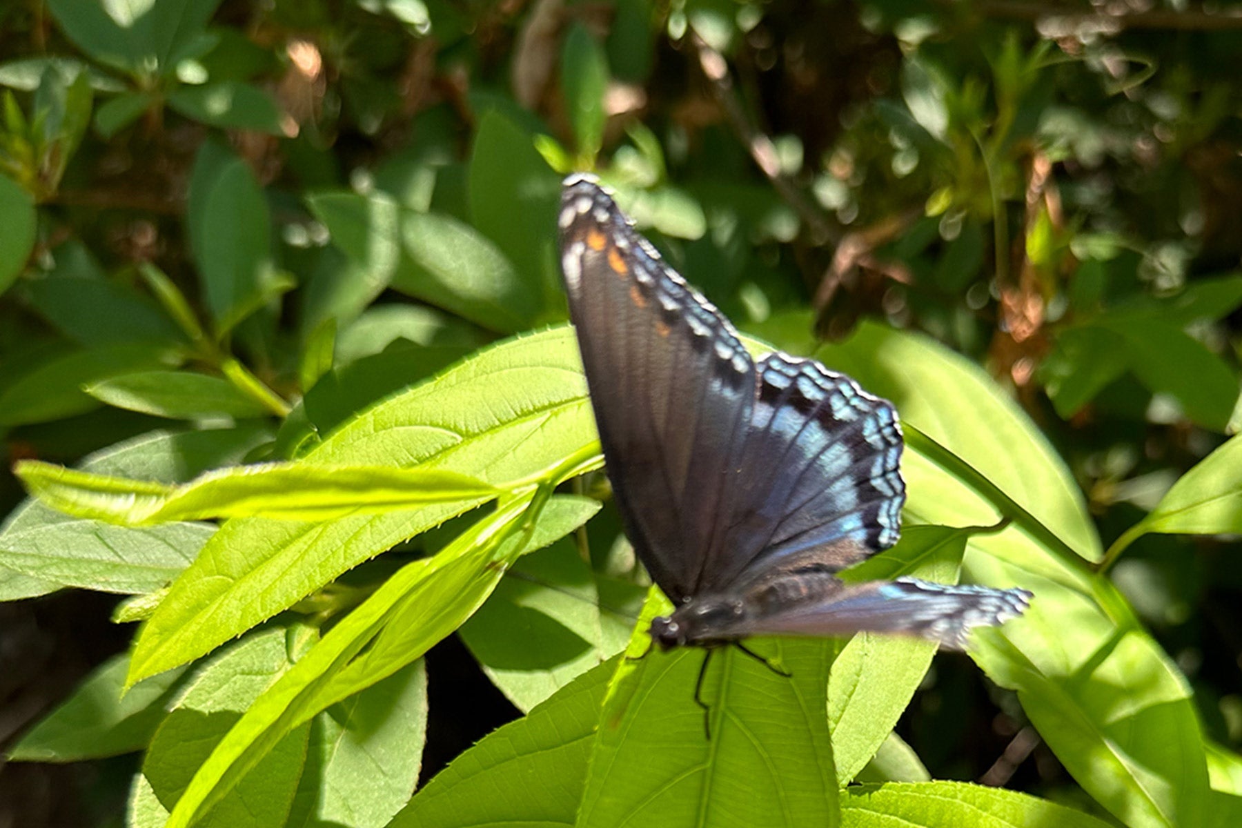 Countryhouse Woodland Garden