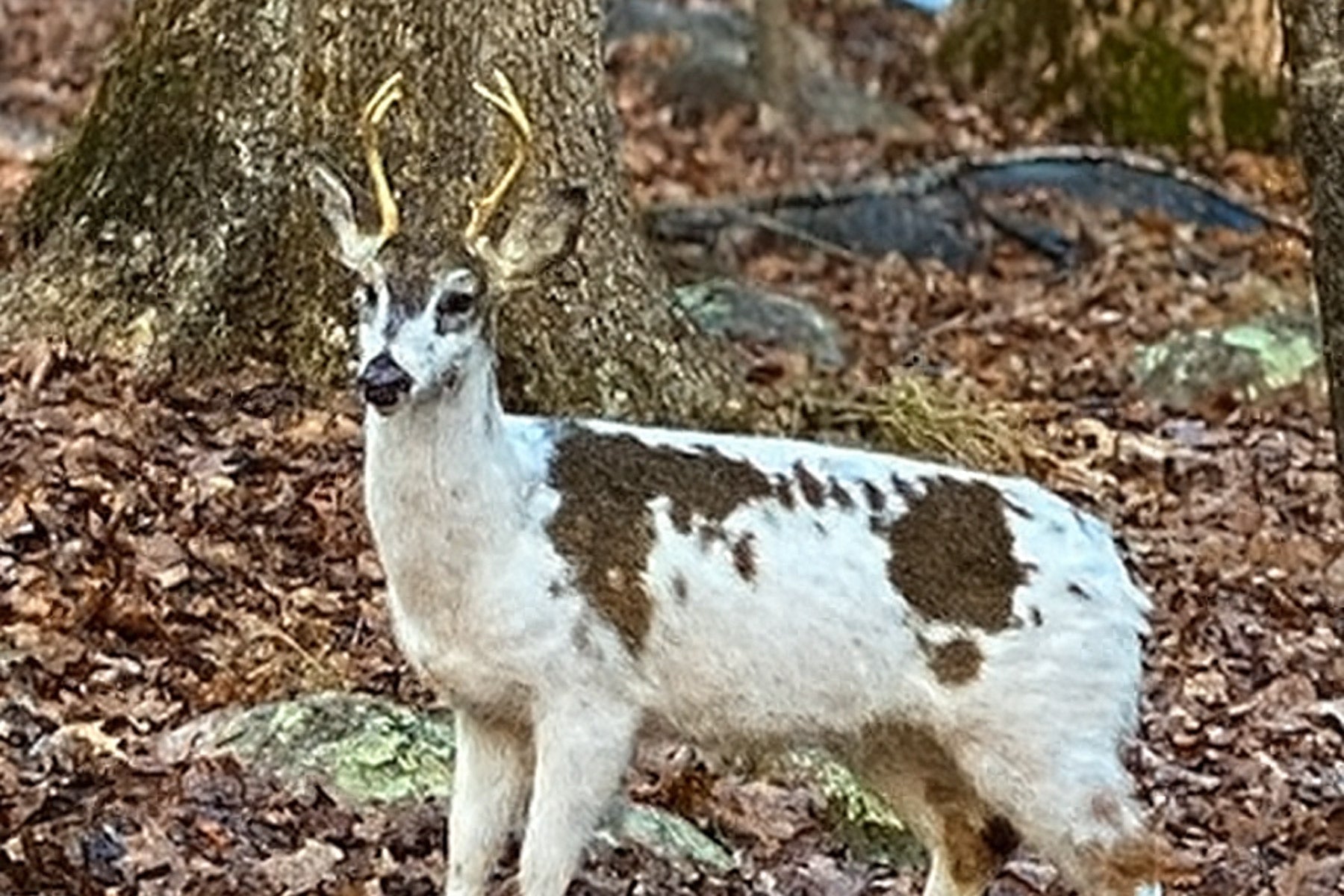 Our creatures great and small!