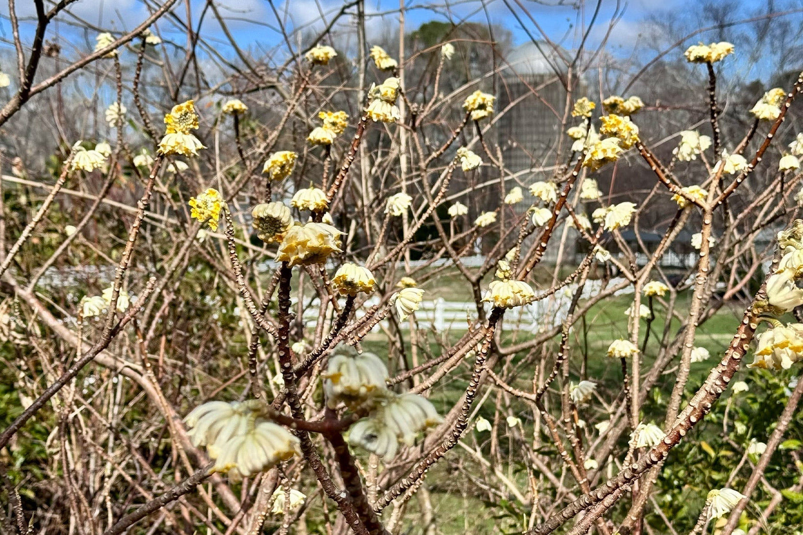 Branches covered in small pale yellow winter-blooming flowers against a garden landscape and blue sky.