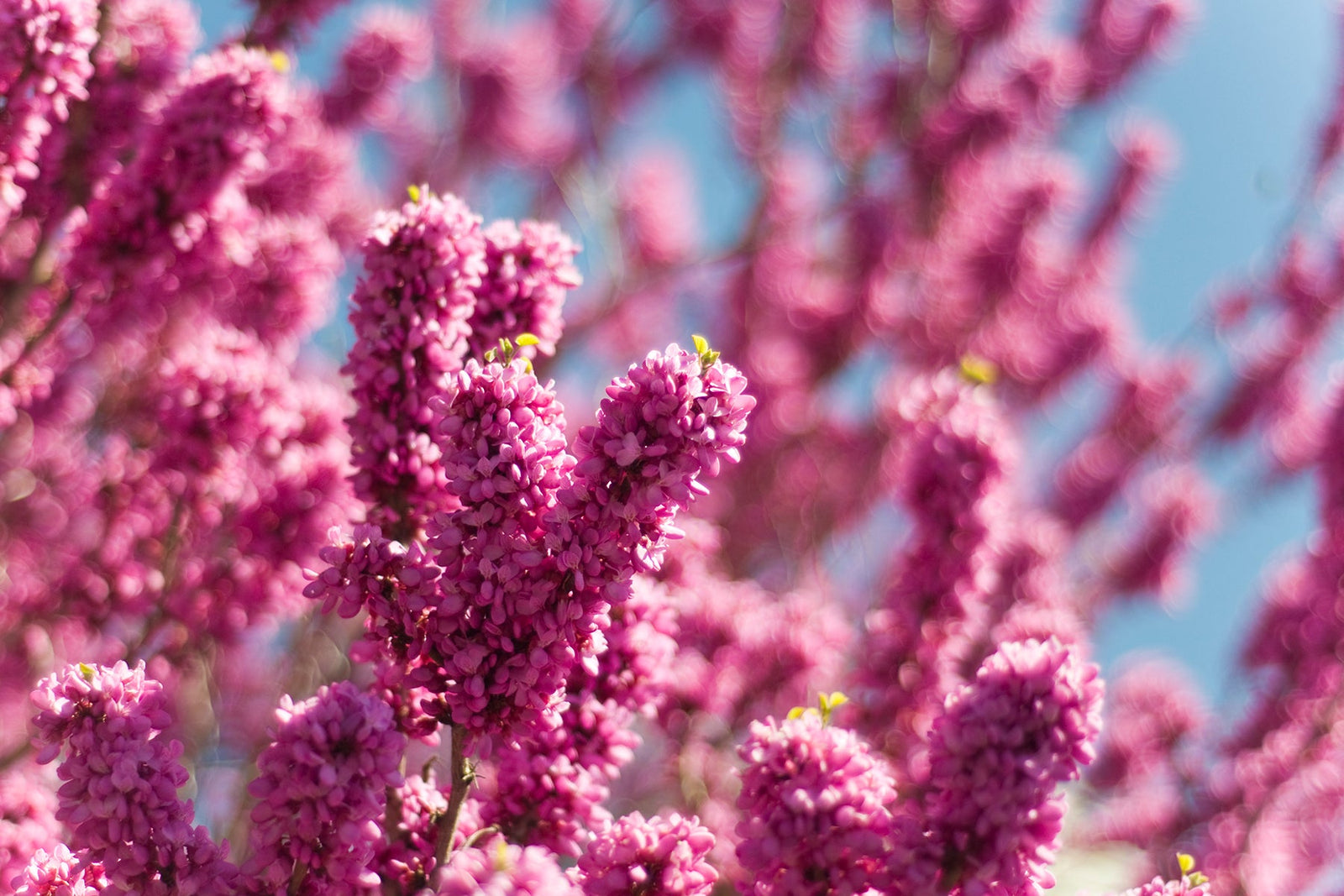 Along The Garden Path - Favorite Garden Combinations at Fearrington
