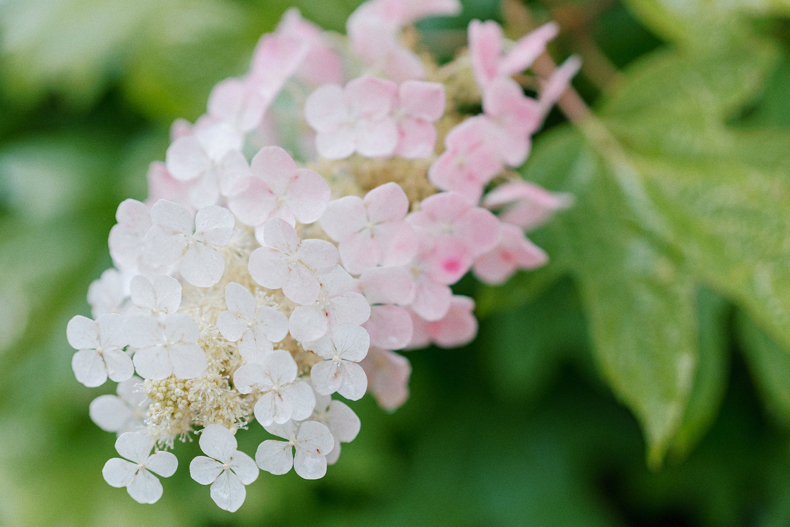 Along The Garden Path - Hydrangeas In Bloom