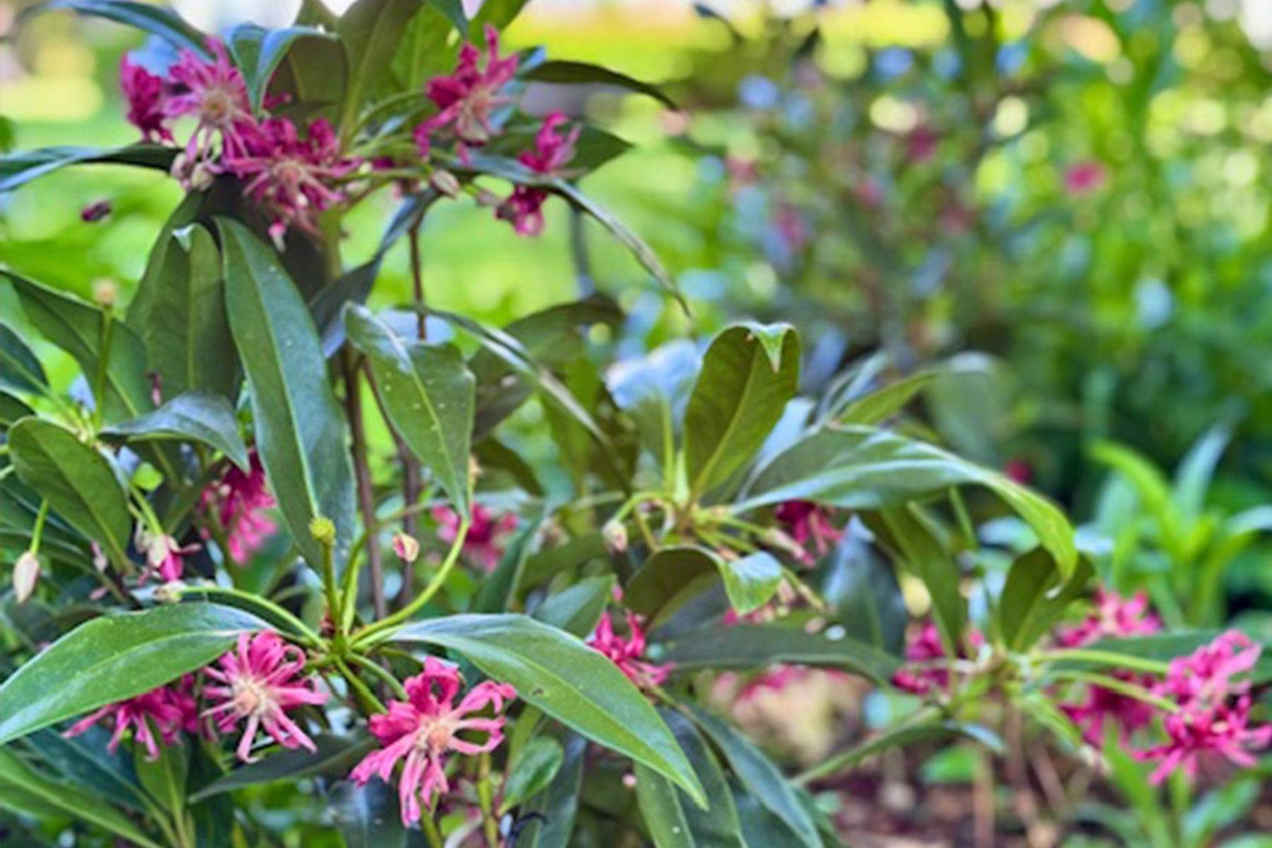 Along The Garden Path - Spring Redesigns