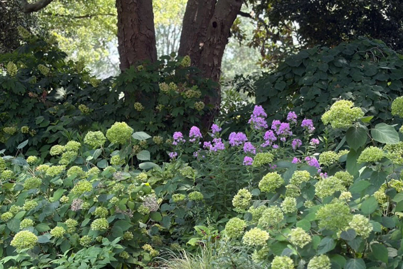 Along The Garden Path - Summer in the Piedmont