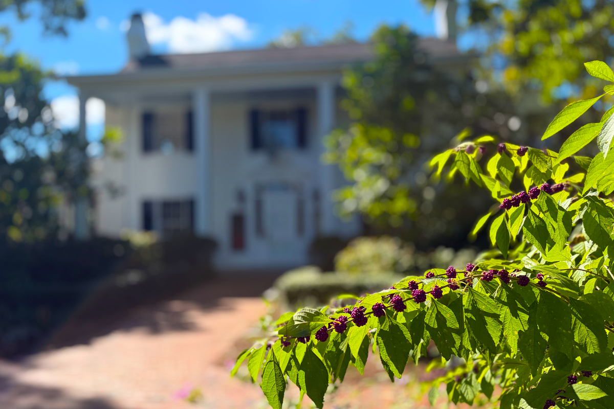Along The Garden Path - American Beautyberry