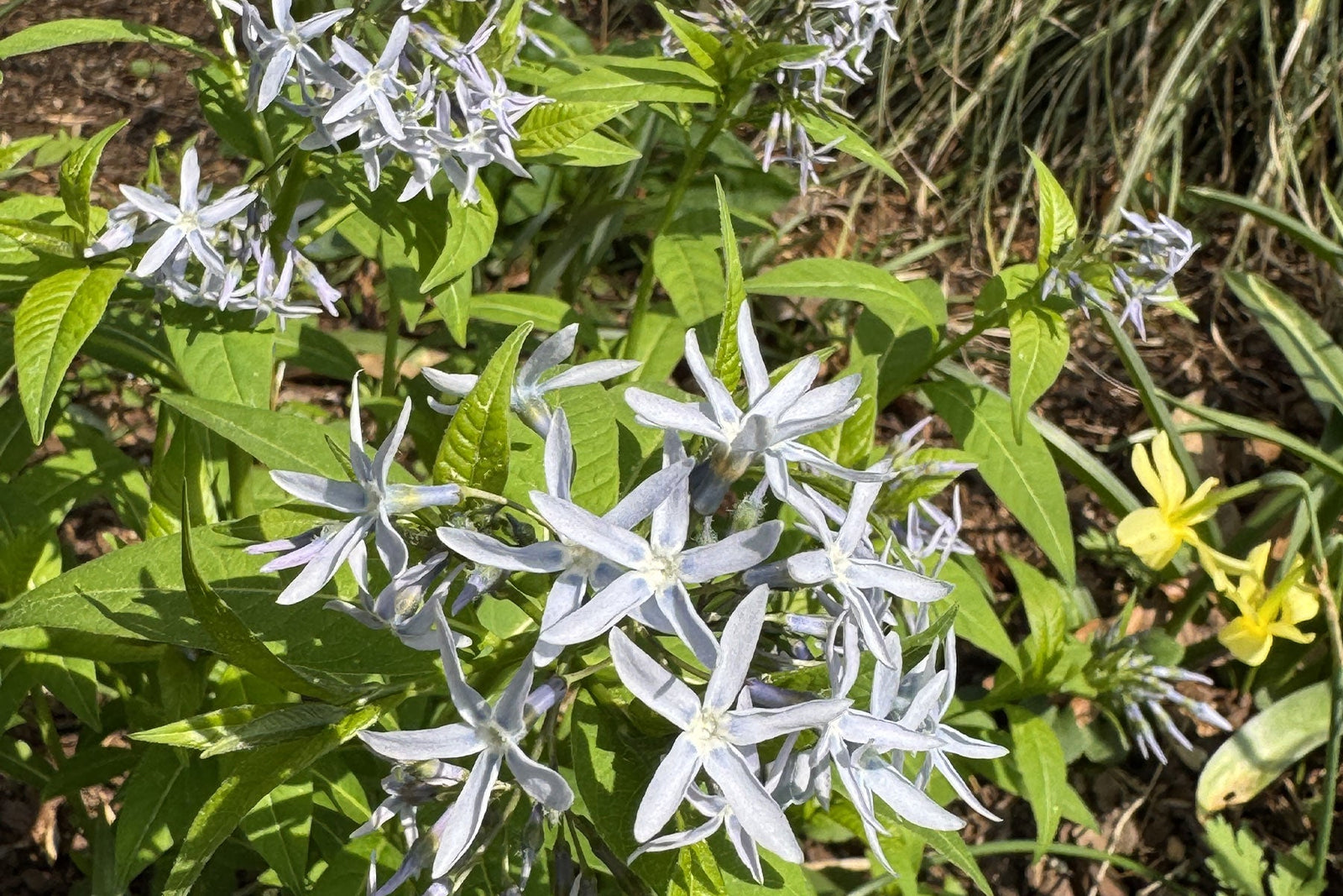 Along The Garden Path - Cool Colors In Fearrington's Spring Gardens