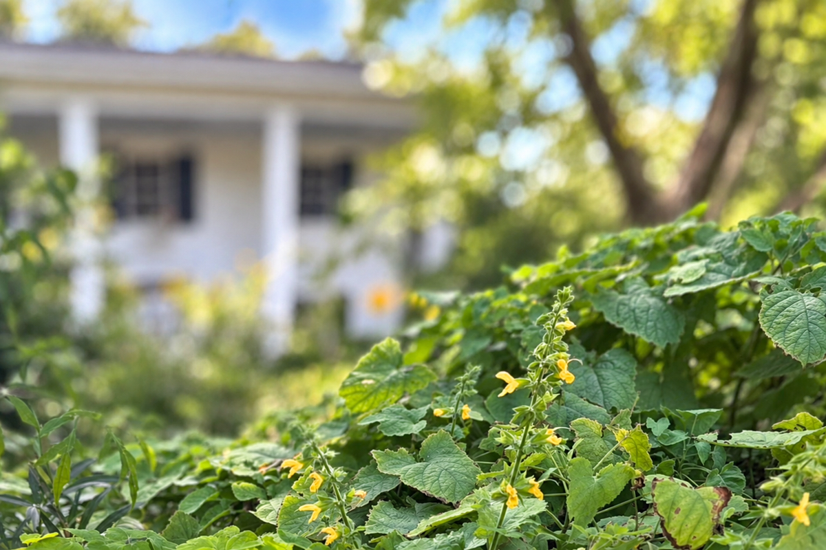 Along The Garden Path - Japanese Yellow Sage in Full Bloom