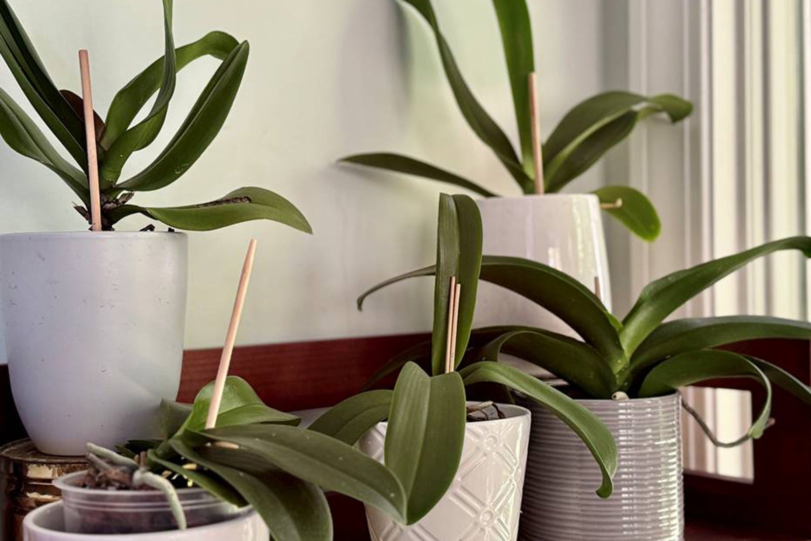 The Fearrington InnSider - My Perfect Sunday Morning