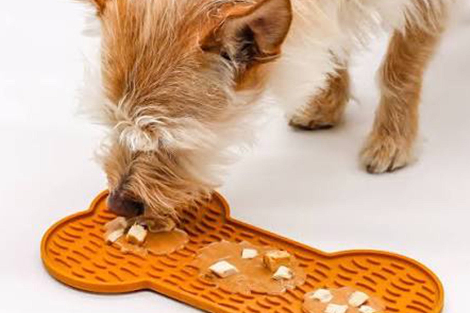 Feathering Your Nest -  For Our Four-Legged Friends