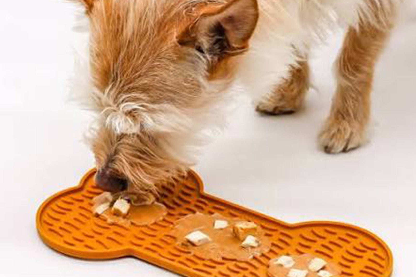 Feathering Your Nest -  For Our Four-Legged Friends