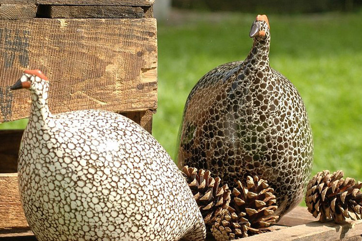 Feathering Your Nest -  The Guineas Are Back!