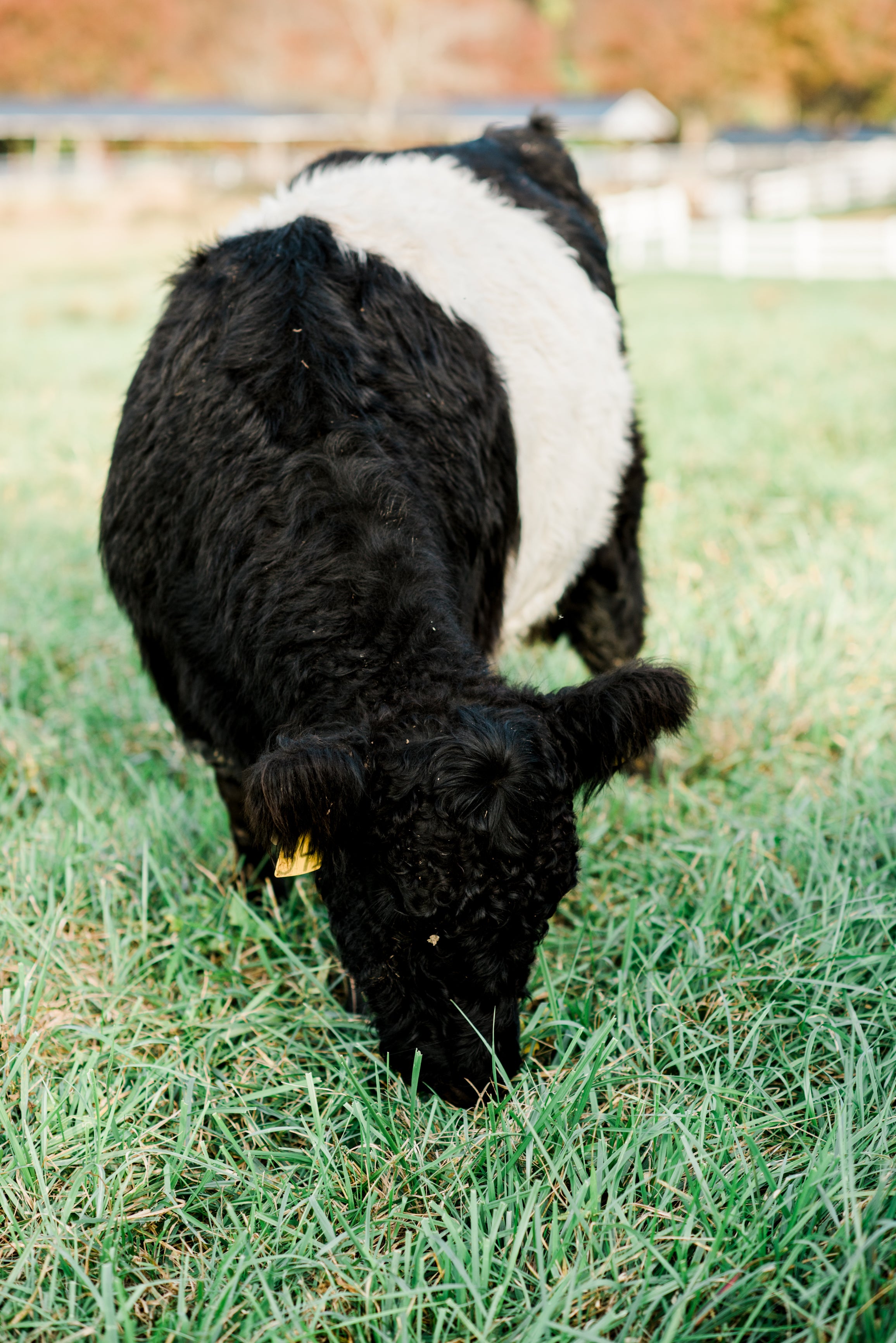 A black and white cow with a thick, woolly coat grazes on green grass in a field. The cow has a distinctive white band around its middle and a yellow ear tag. The background shows blurred trees and fencing.
