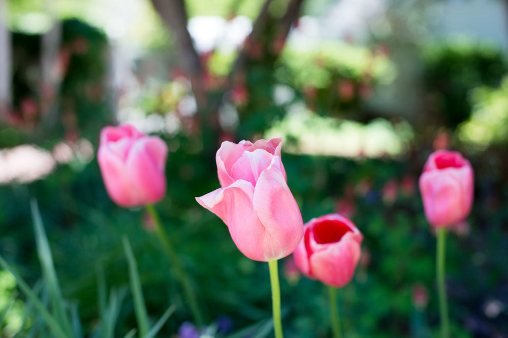 Four pink tulips in a garden, with one in sharp focus in the center and the others blurred in the background. Lush green foliage and soft sunlight create a serene outdoor setting.