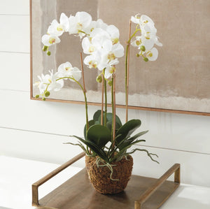 The NAPA HOME AND GARDEN - PHALAENOPSIS ORCHID DROP IN 30 features lifelike white blossoms and green leaves in a round moss-covered base, perfect for adding elegant, natural beauty to any space.