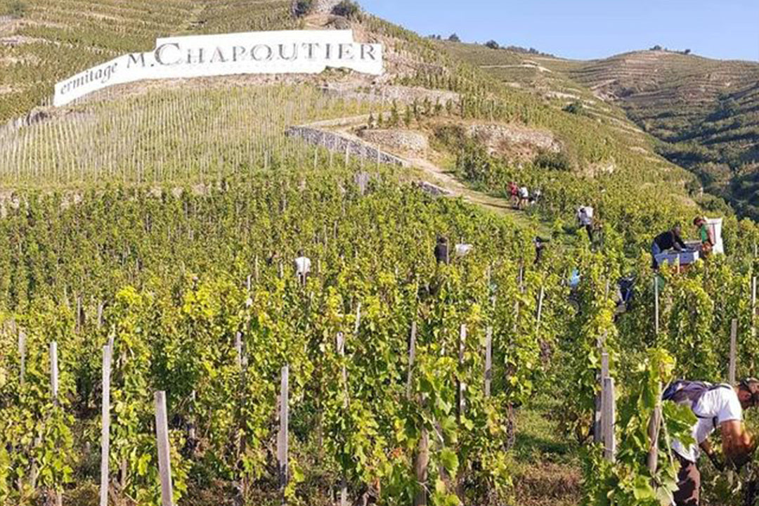 Workers harvest grapes on terraced hillsides beneath a clear sky, where “M. Chapoutier” is spelled out—highlighting the iconic Rhône Valley estate featured at the M. Chapoutier Wine Dinner by FEARRINGTON VILLAGE.
