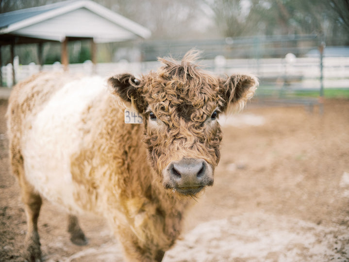 A curly-haired brown and white cow with an ear tag stands in a dirt paddock with a white fence and barn in the background on a cloudy day.