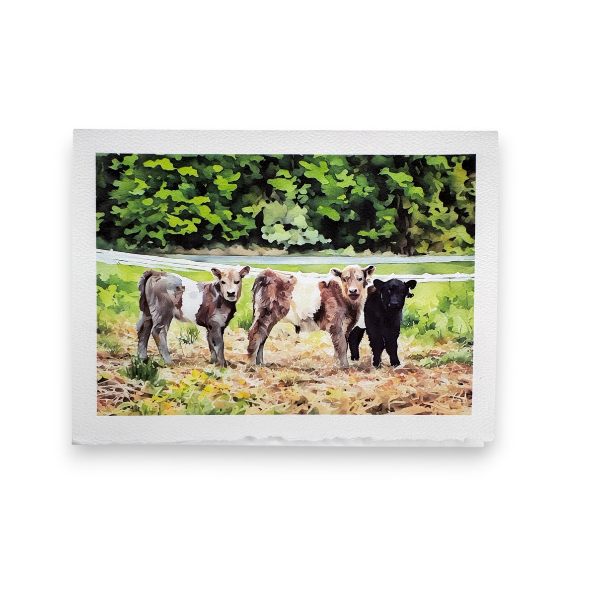 Four calves—three brown, one black—stand together in a grassy field with forest and white fence, depicted in the charming style of Fearrington watercolor on the PICTURE SALON FEARRINGTON SIGNATURE COLLECTION &quot;SAY CHEESE&quot; greeting card.