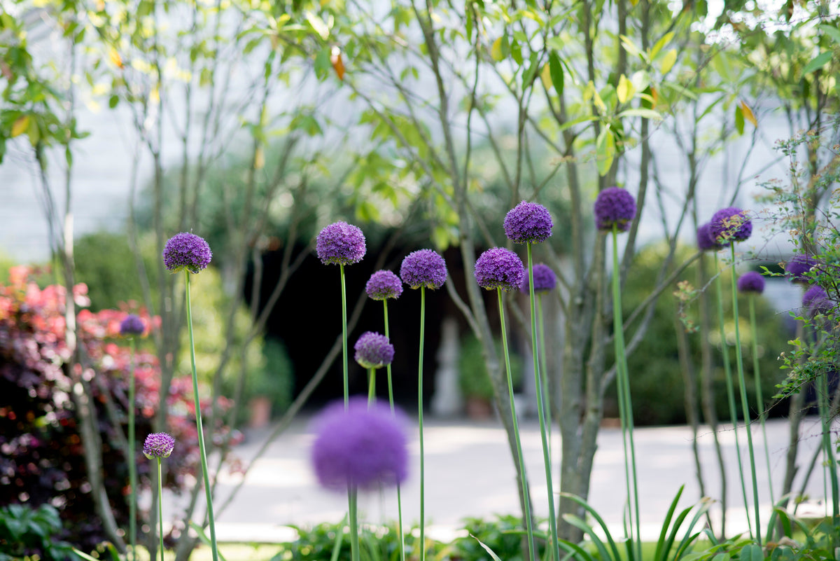 Tall, purple allium flowers with round blooms stand in a garden with green foliage and trees, while sunlight creates a soft, bright atmosphere in the background.