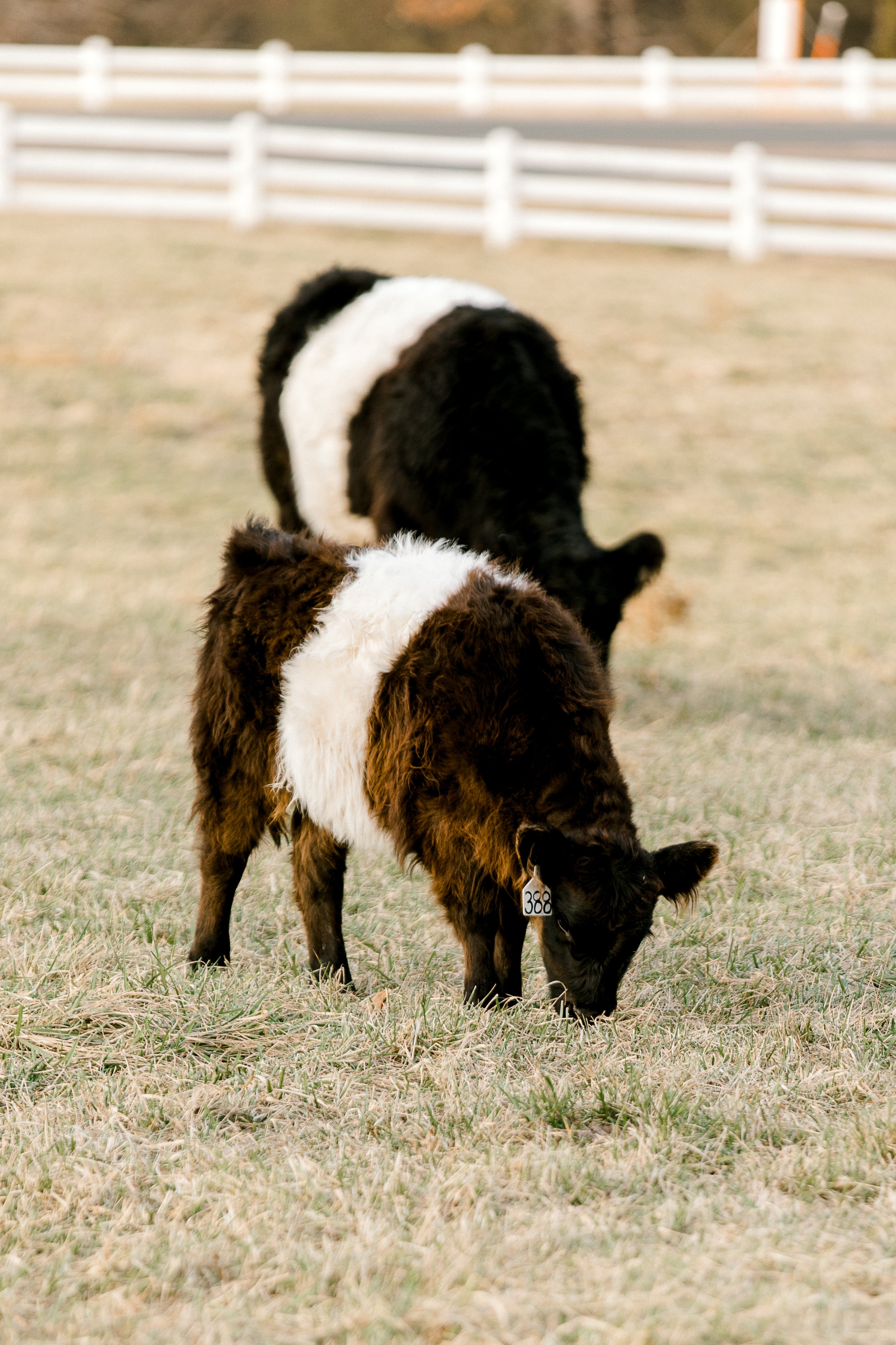 Two black and white Belted Galloway cows graze in a grassy field near a white fence, with one cow in the foreground and the other slightly blurred in the background.