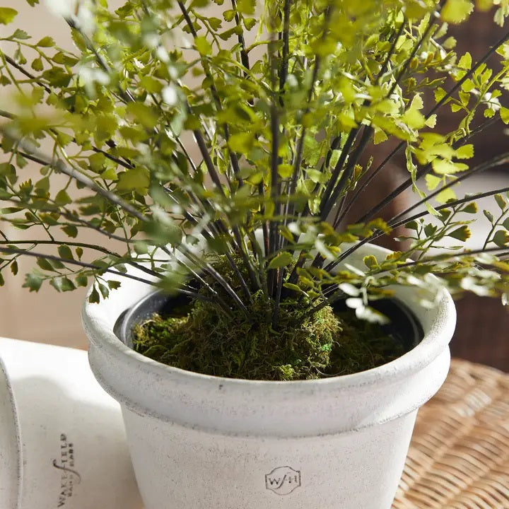 The NAPA HOME AND GARDEN - MAIDENHAIR FERN DROP IN, 30” features delicate green leaves and thin stems arranged in a white ceramic pot with moss, creating a realistic accent for any space.